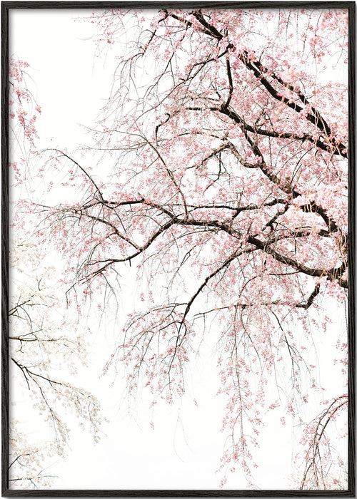 Botanische poster · waterval van kersenbloesem