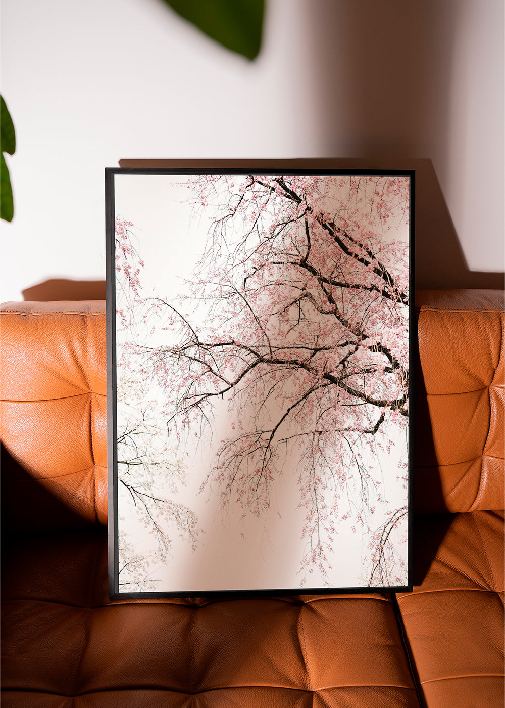 Cherry blossom