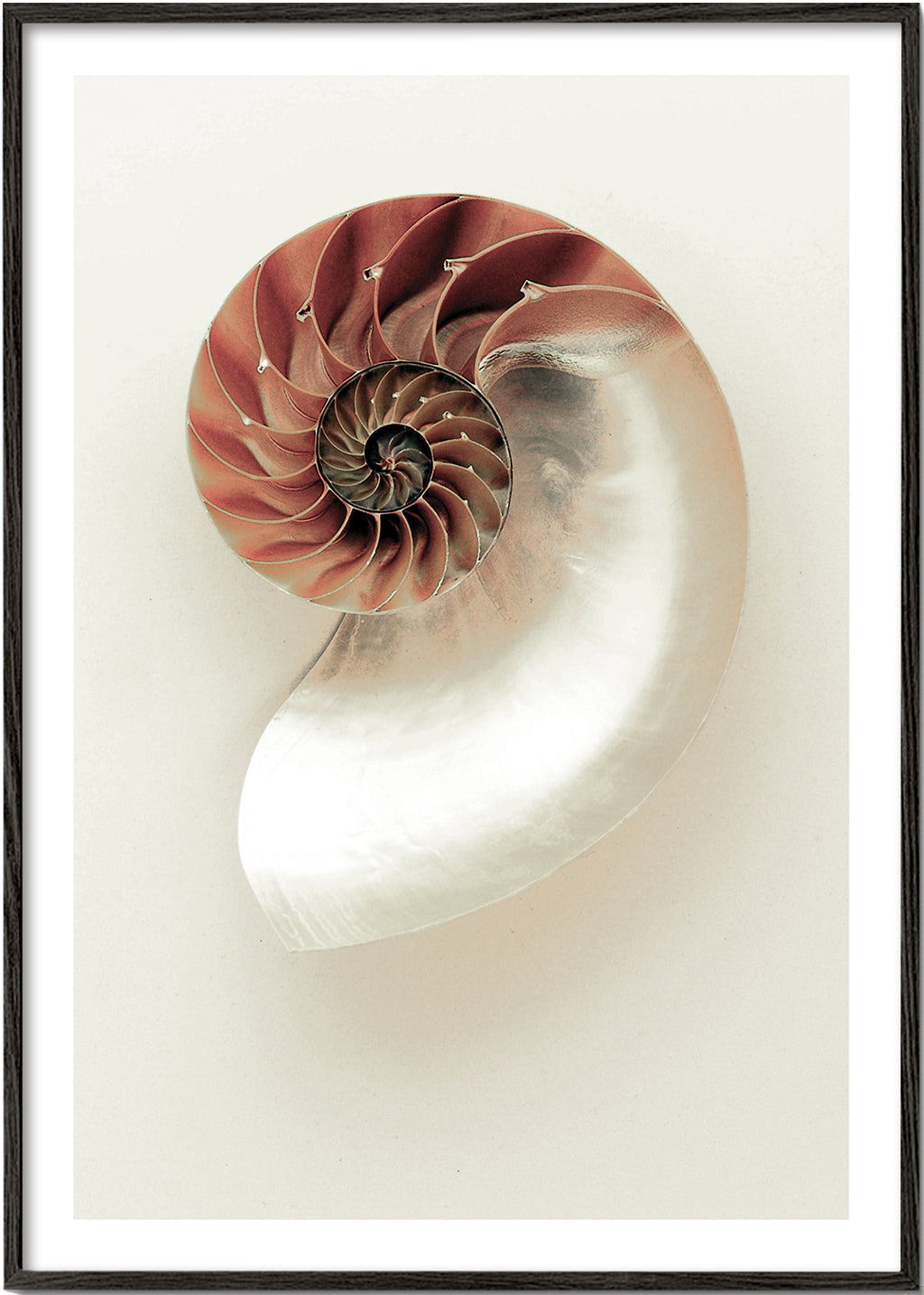 Fotografie van nautilus-spiraal