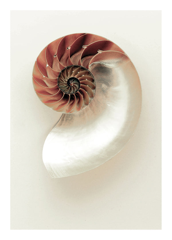 Fotografie van nautilus-spiraal