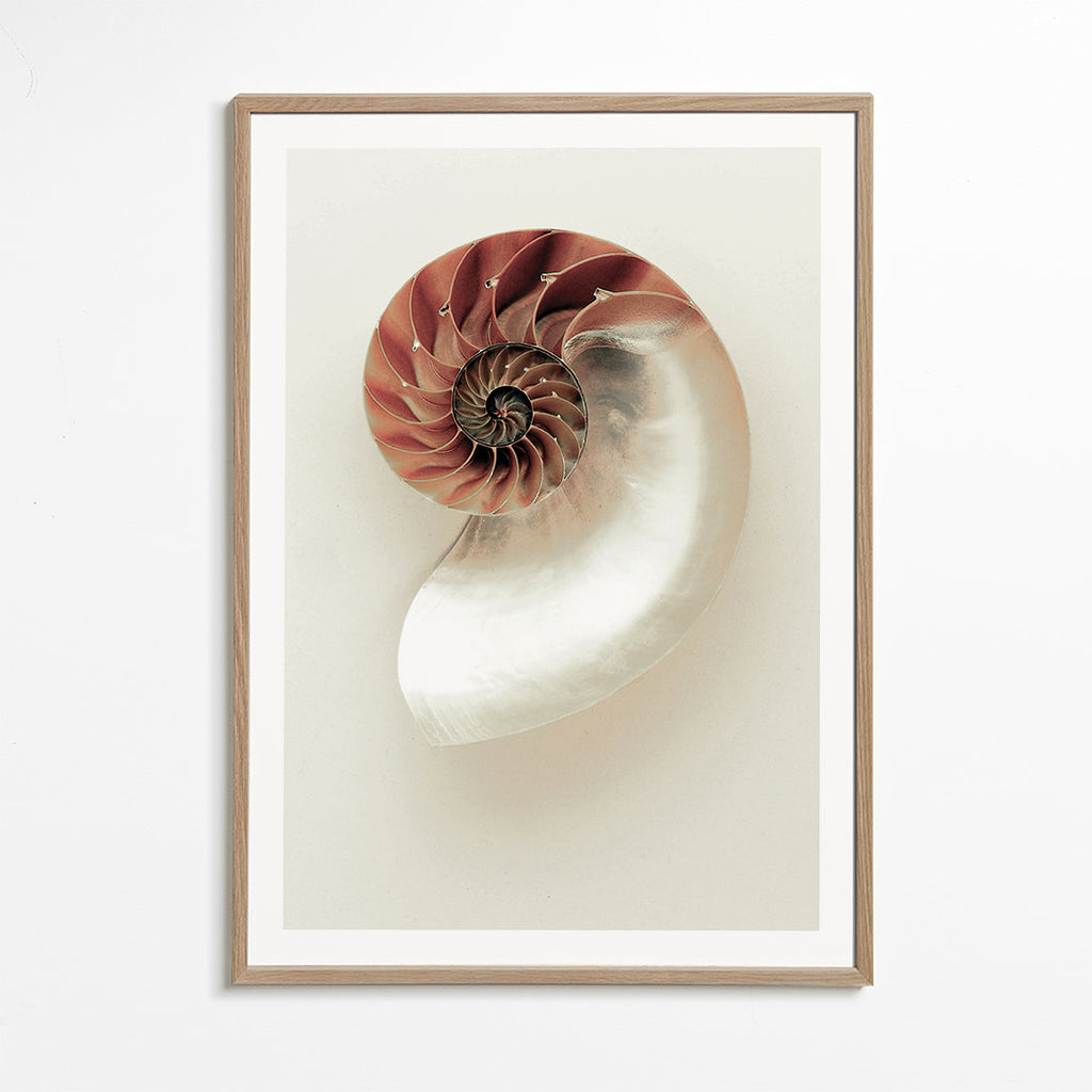 Fotografie van nautilus-spiraal