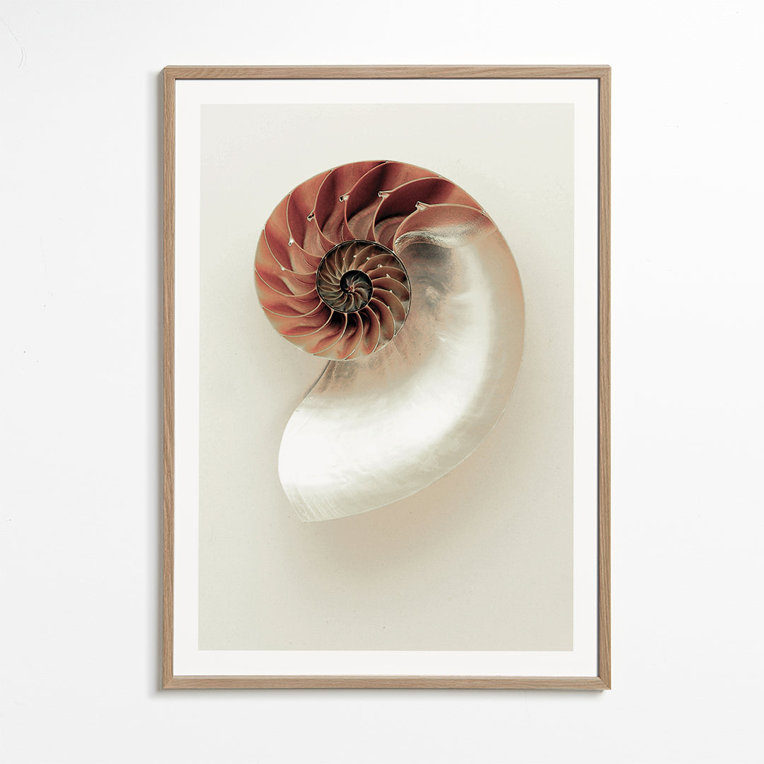 Fotografie van nautilus-spiraal