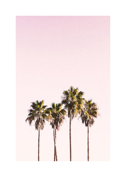 Botanische poster: palmbomen tegen roze lucht