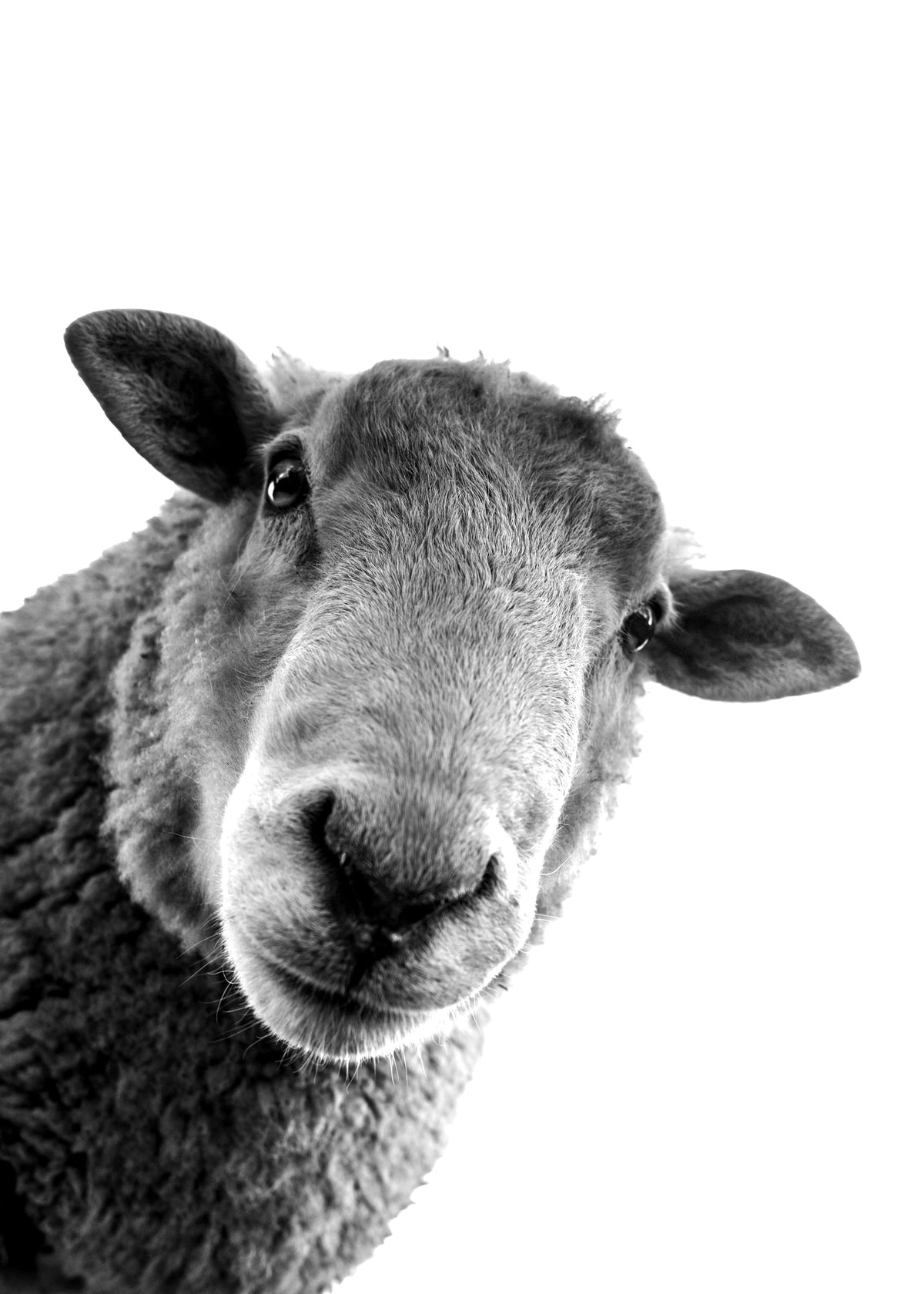 Curious sheep - Unframed art print