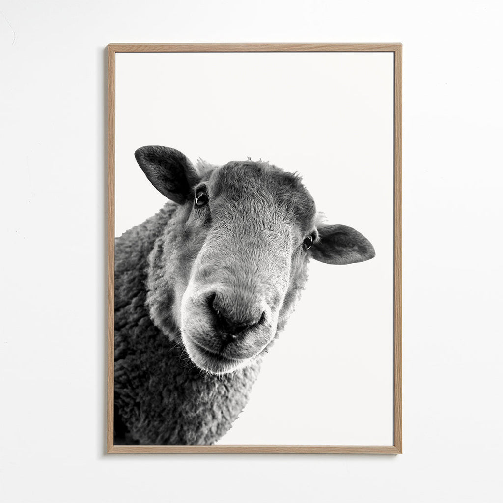 Curious sheep