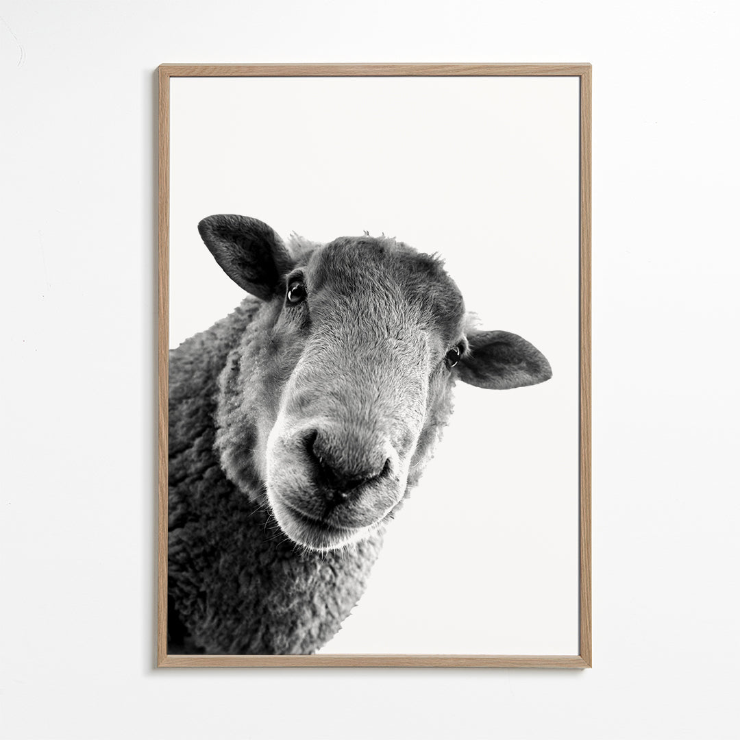 Curious sheep