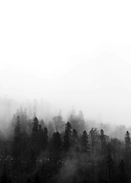 Landschap kunst mistig bos
