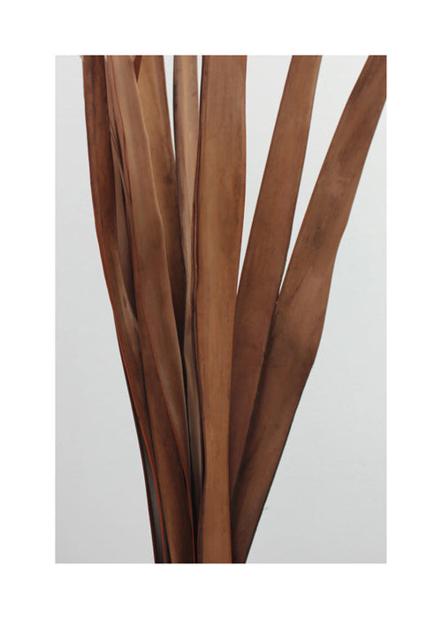 Botanische poster gedroogde bladeren