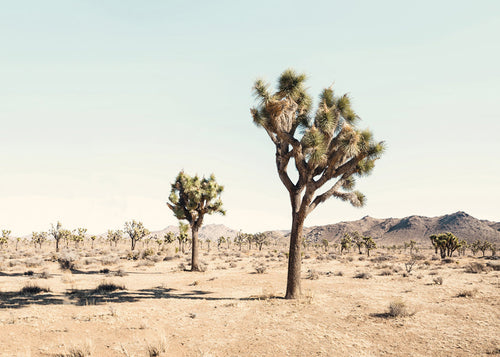 Landschapsposter met Joshua tree