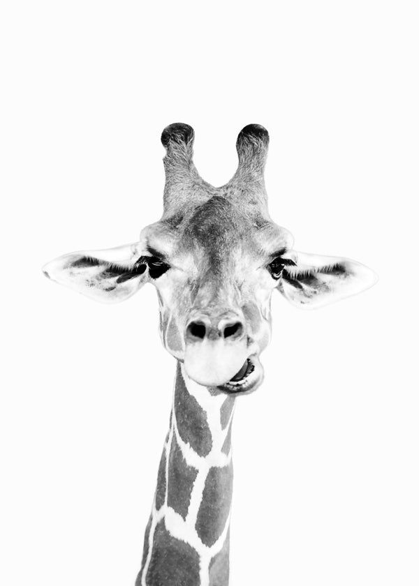 Giraffe zwart-wit poster