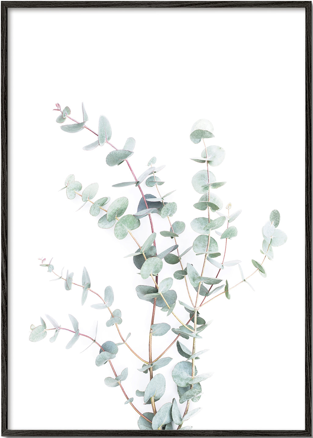 Botanische poster: eucalyptus tak op witte achtergrond