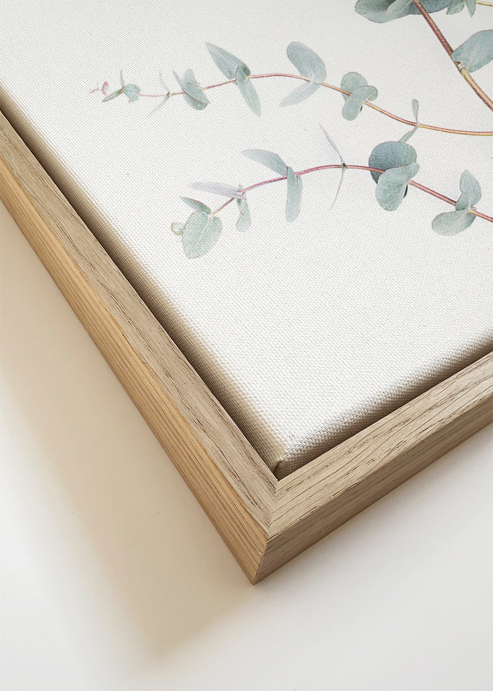 Botanische poster: eucalyptus tak op witte achtergrond