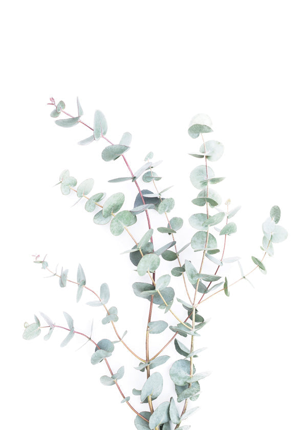 Botanische poster: eucalyptus tak op witte achtergrond