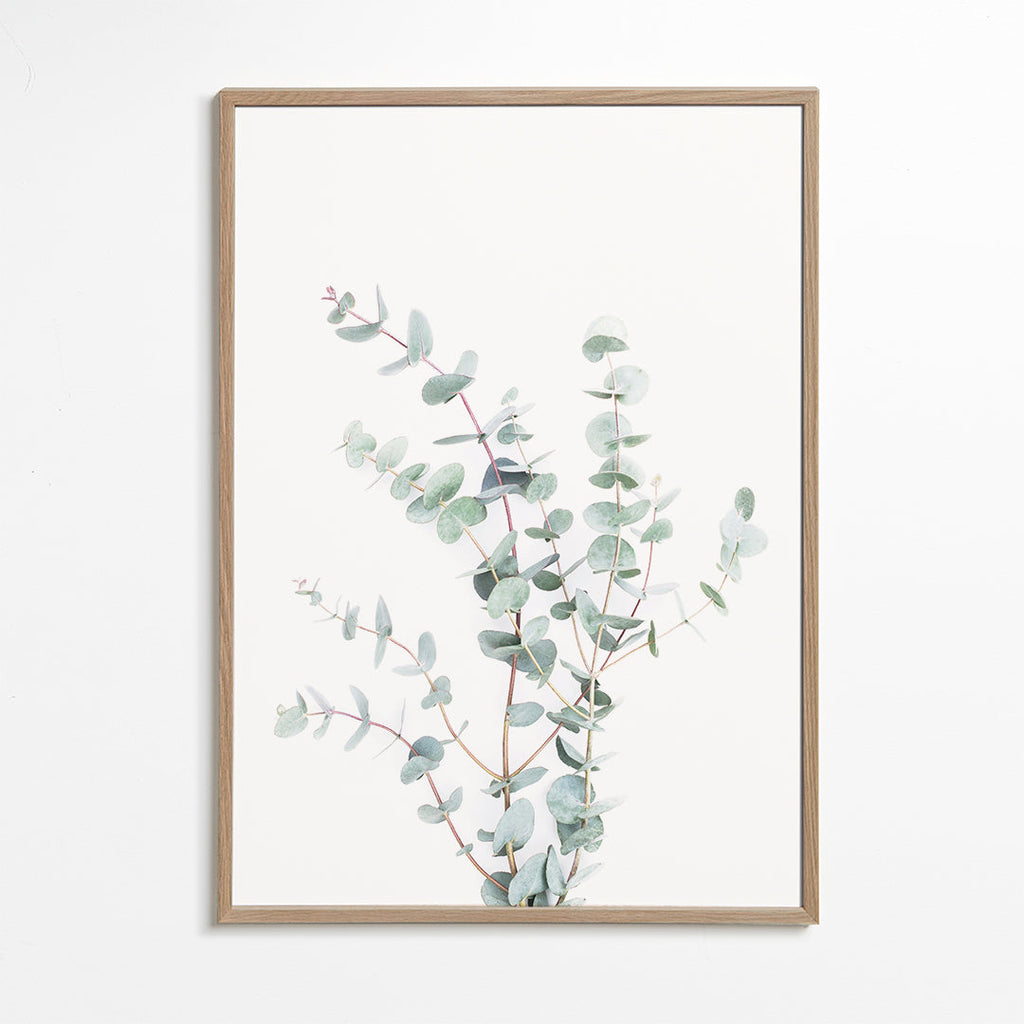 Botanische poster: eucalyptus tak op witte achtergrond