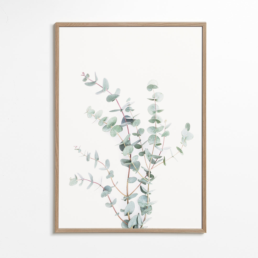 Botanische poster: eucalyptus tak op witte achtergrond