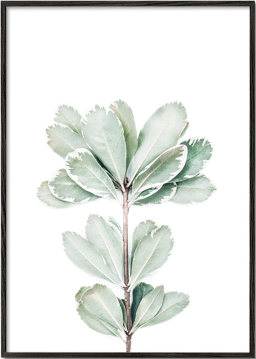 Botanische poster met geïsoleerde tak