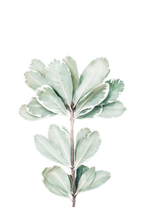 Botanische poster met geïsoleerde tak