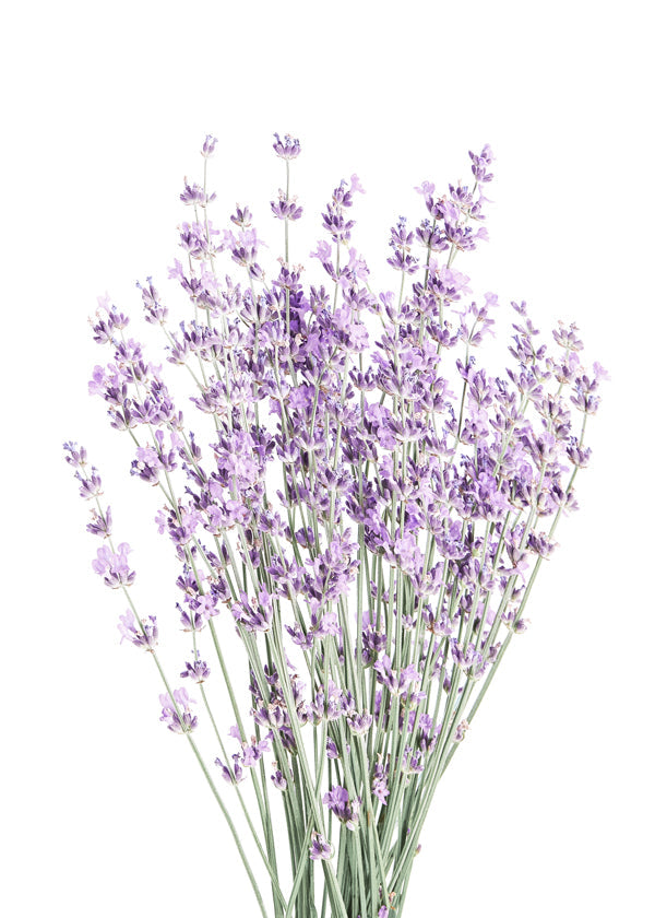 Botanische print: lavendelboeket
