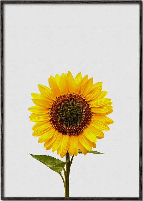 Botanische print: geïsoleerde zonnebloem