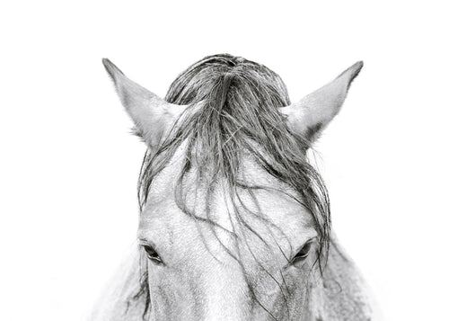 Artwork paard close-up
