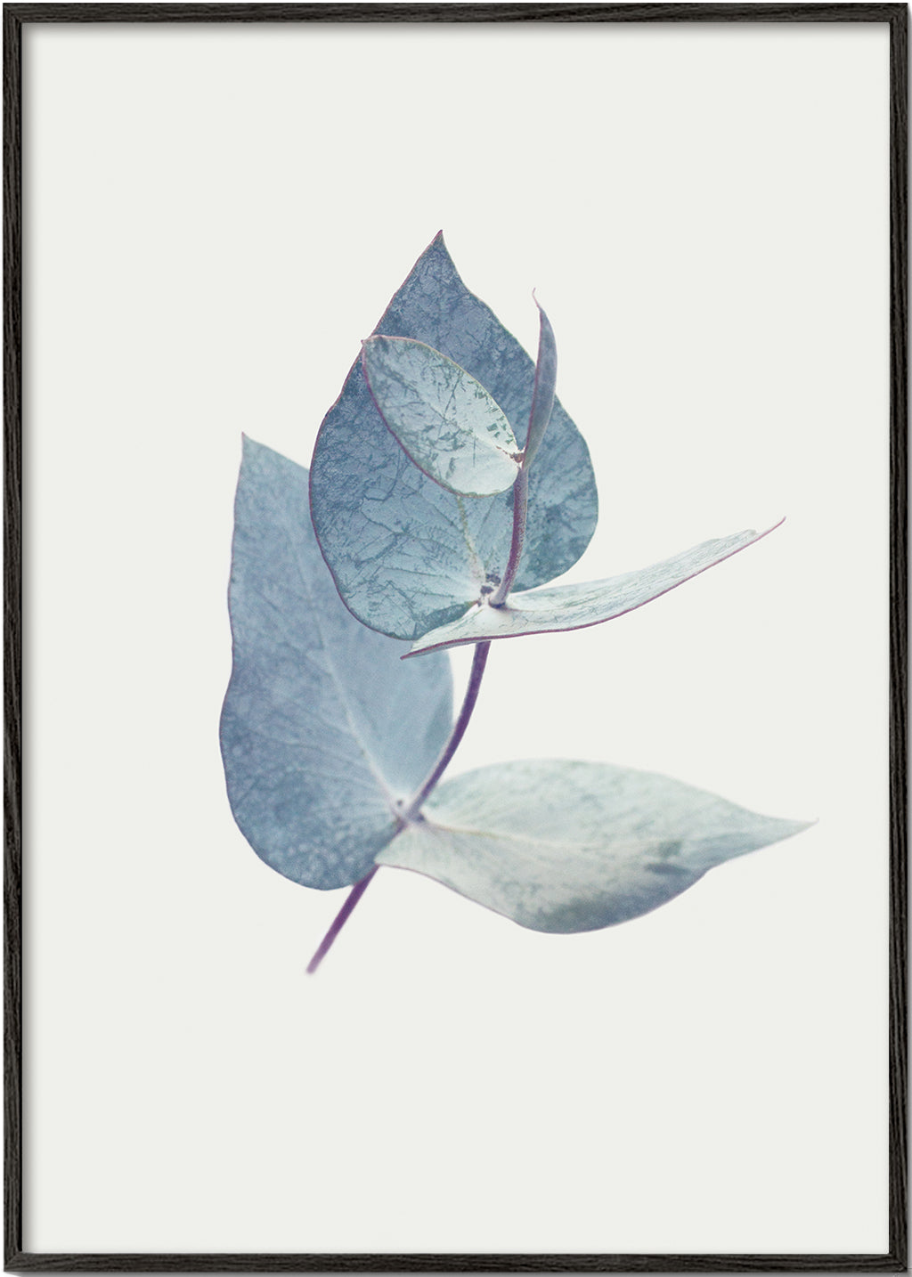 Botanische poster: eucalyptusbladeren in zacht blauw