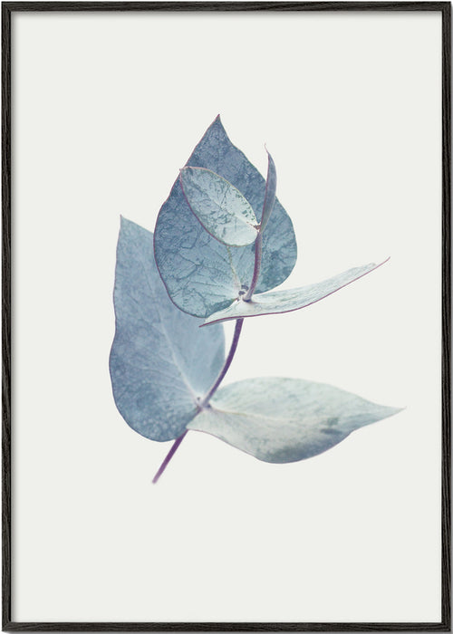 Botanische poster: eucalyptusbladeren in zacht blauw