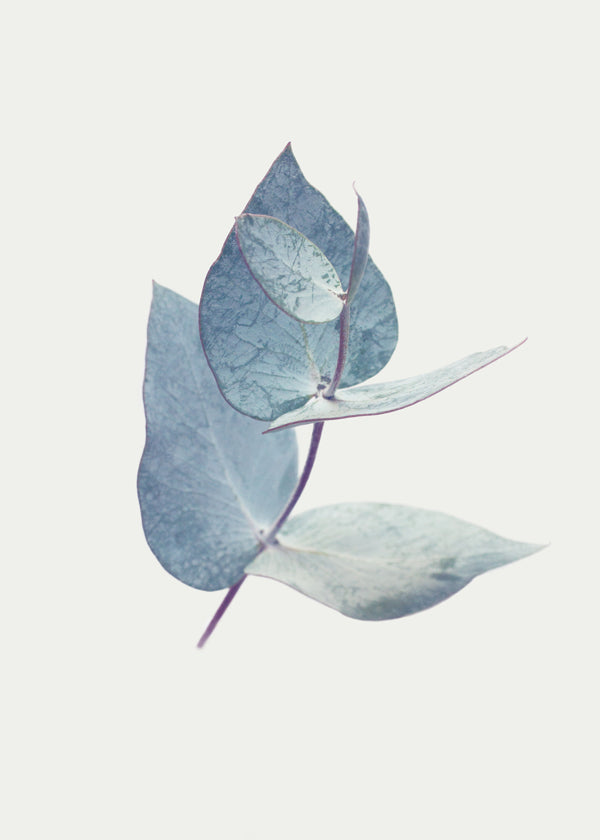 Botanische poster: eucalyptusbladeren in zacht blauw