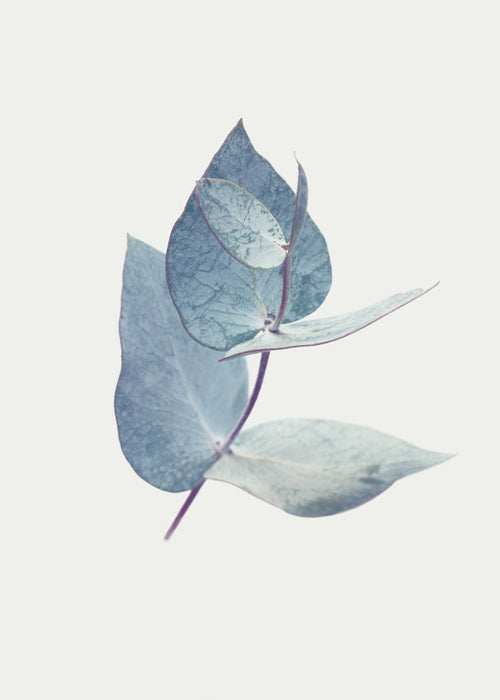 Botanische poster: eucalyptusbladeren in zacht blauw