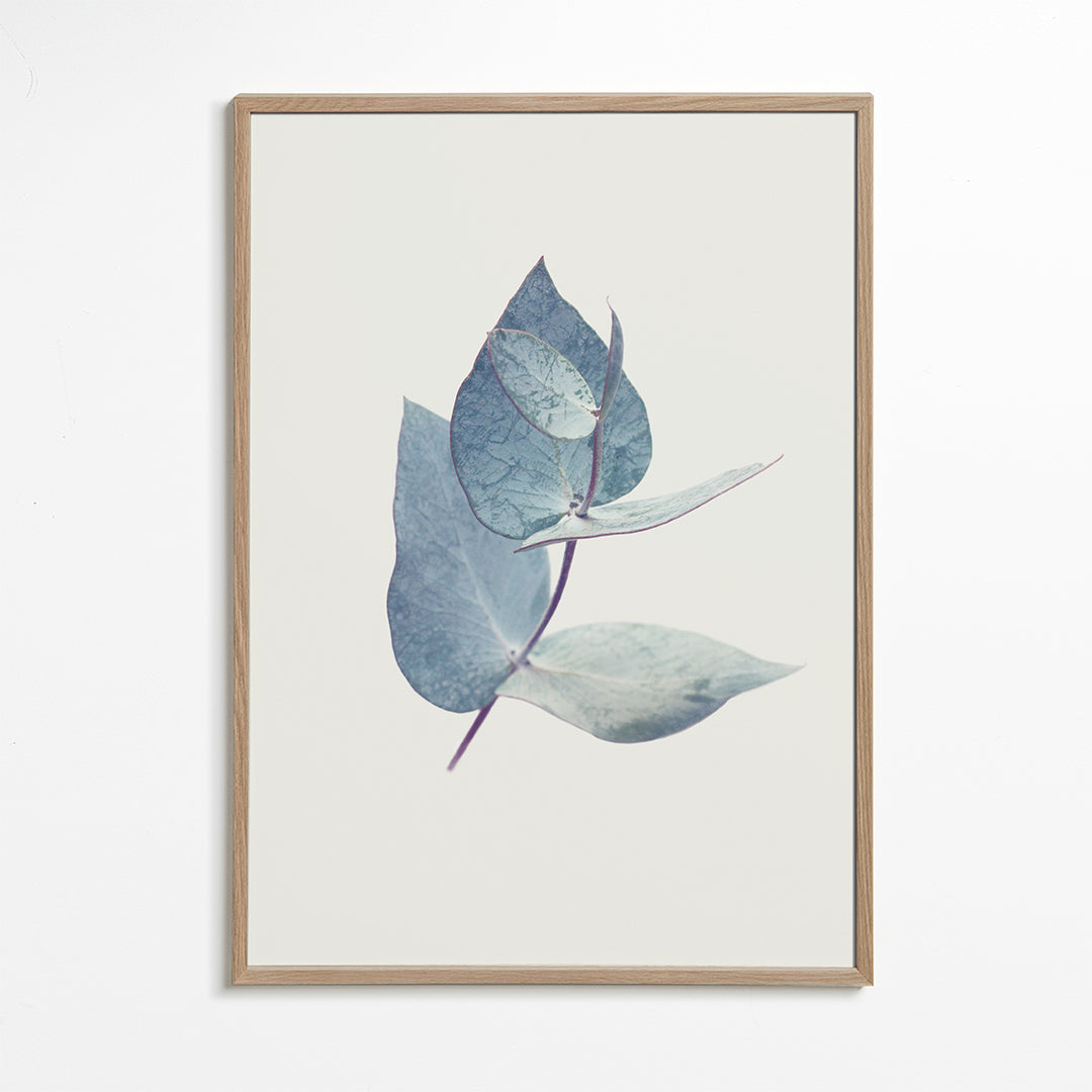 Botanische poster: eucalyptusbladeren in zacht blauw