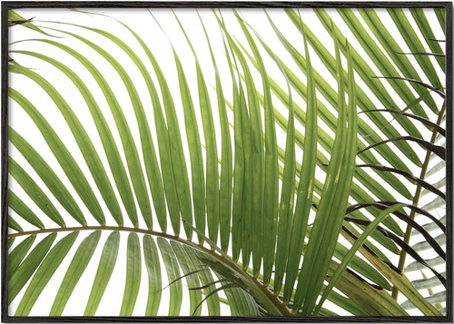 Botanische poster met palmbladeren