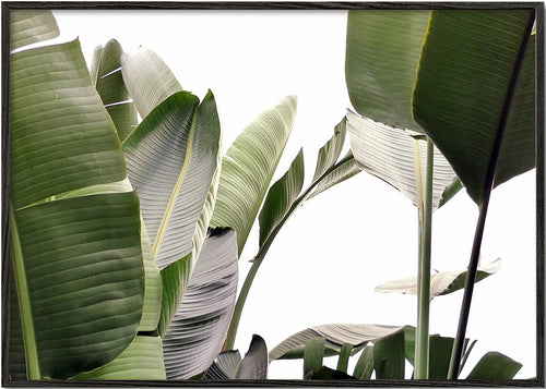 Botanische poster palmbladeren