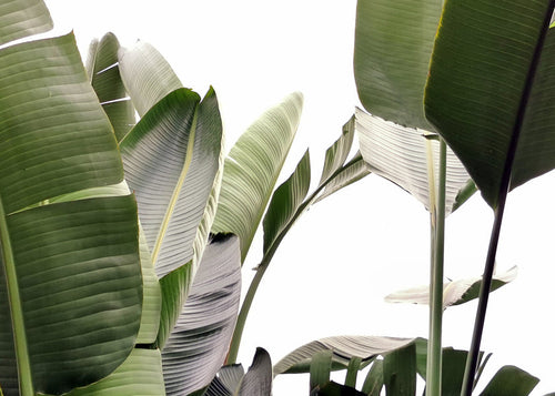 Botanische poster palmbladeren