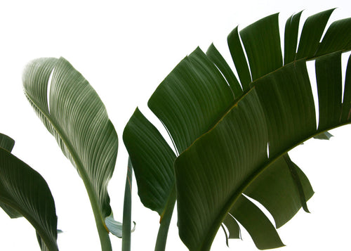 Botanische poster palmbladeren