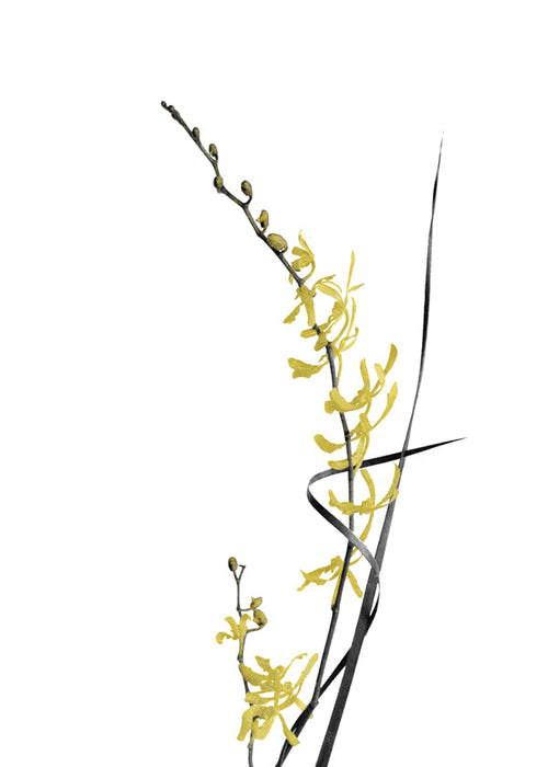 Botanische poster: gele orchidee minimal
