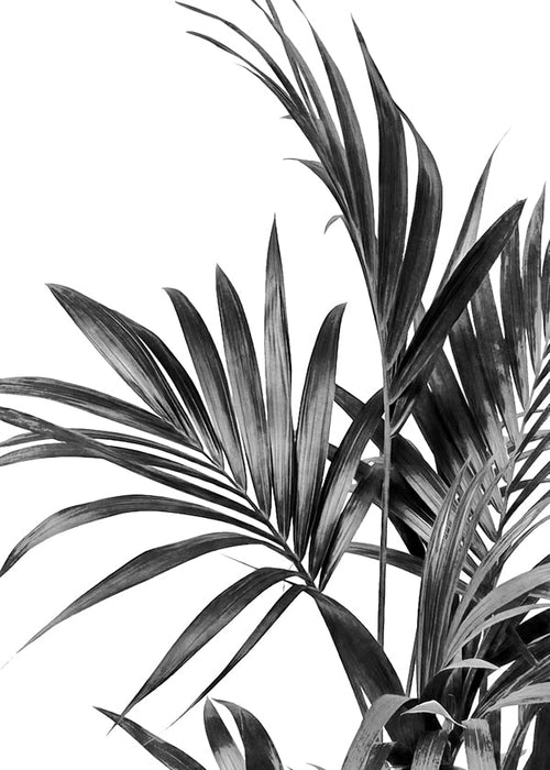 Botanische poster met palmblaaderen zwart-wit
