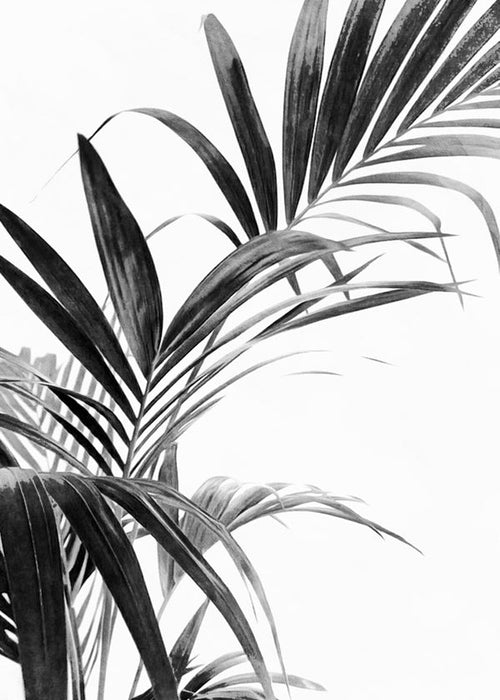 Botanische print: palmbladeren in zwart-wit
