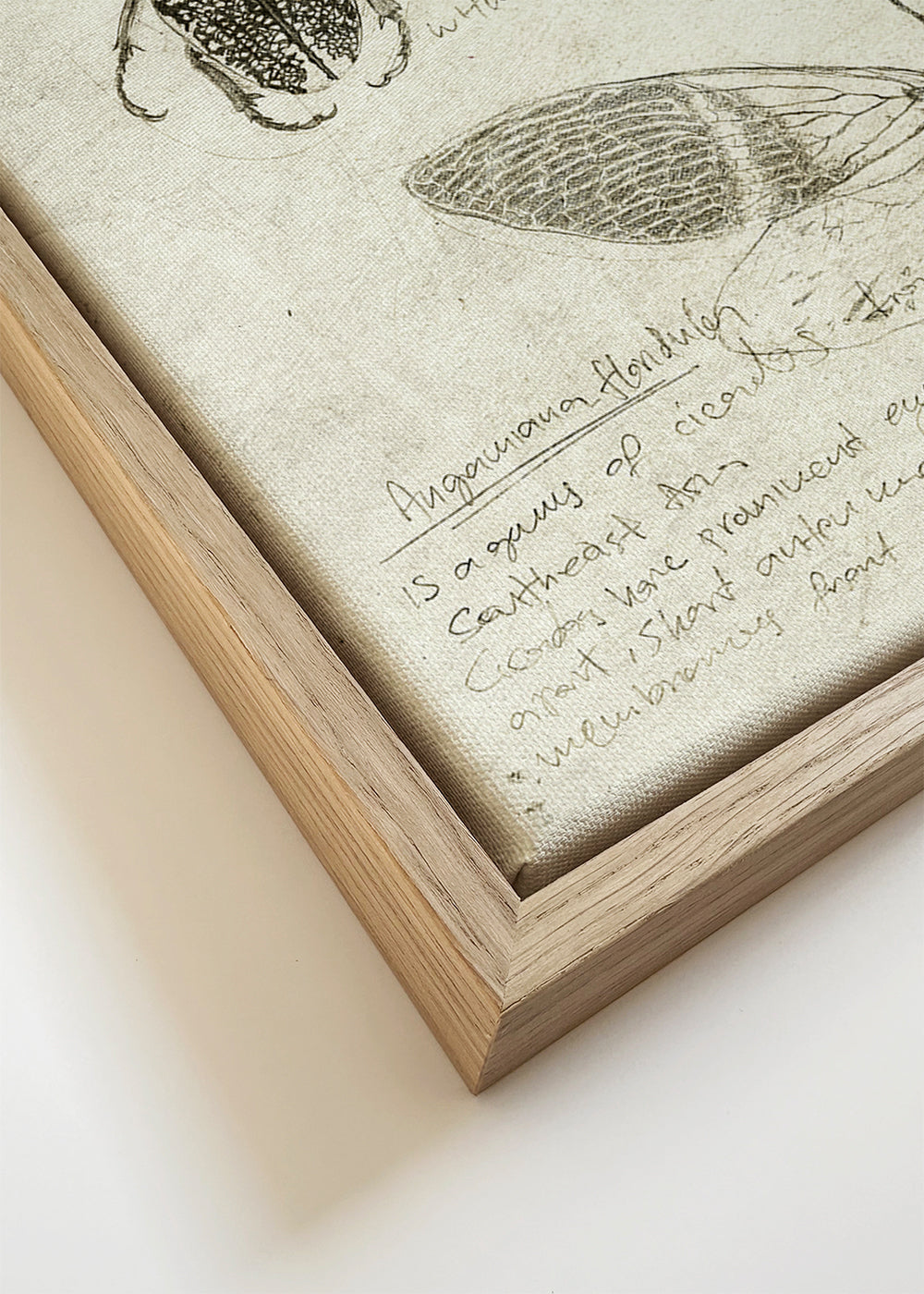 Wetenschappelijke insectenillustratie op verouderd papier
