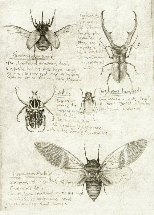 Wetenschappelijke insectenillustratie op verouderd papier