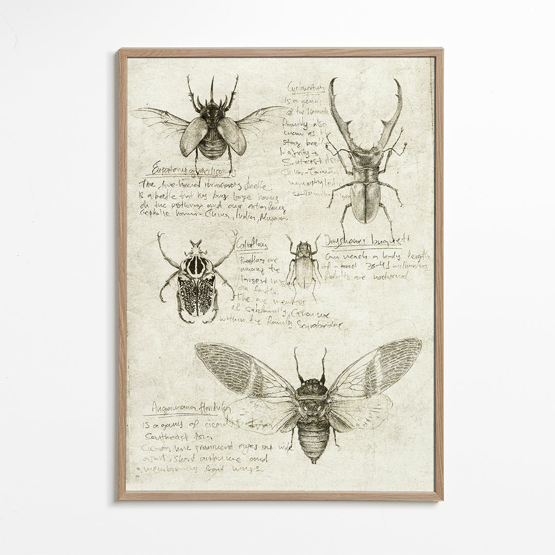 Insects
