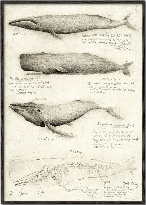 Artwork: wal anatomie schets