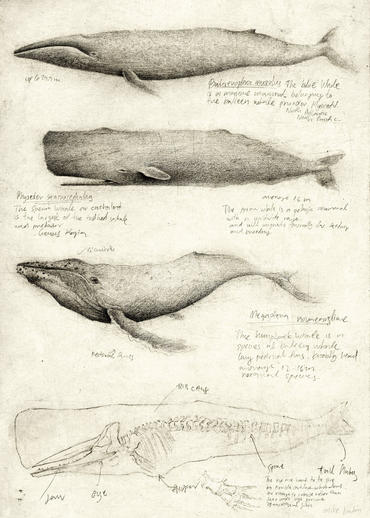 Whales - Unframed art print