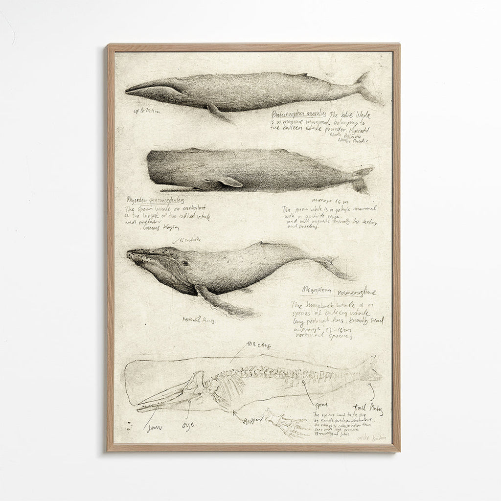 Whales