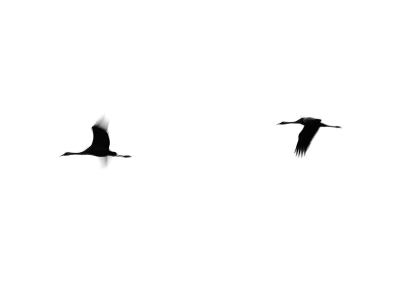 Kunstwerk kraanvogels in vlucht