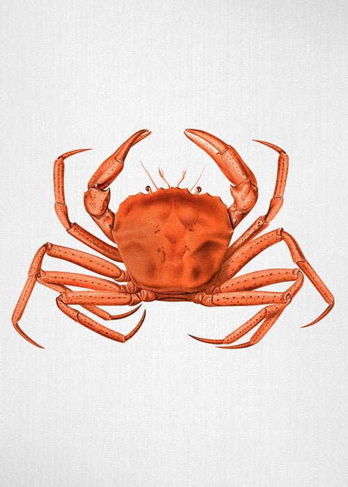Artwork oranje aquarel krab