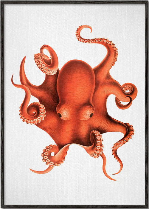 Inktvisillustratie in rood