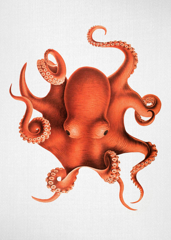 Inktvisillustratie in rood