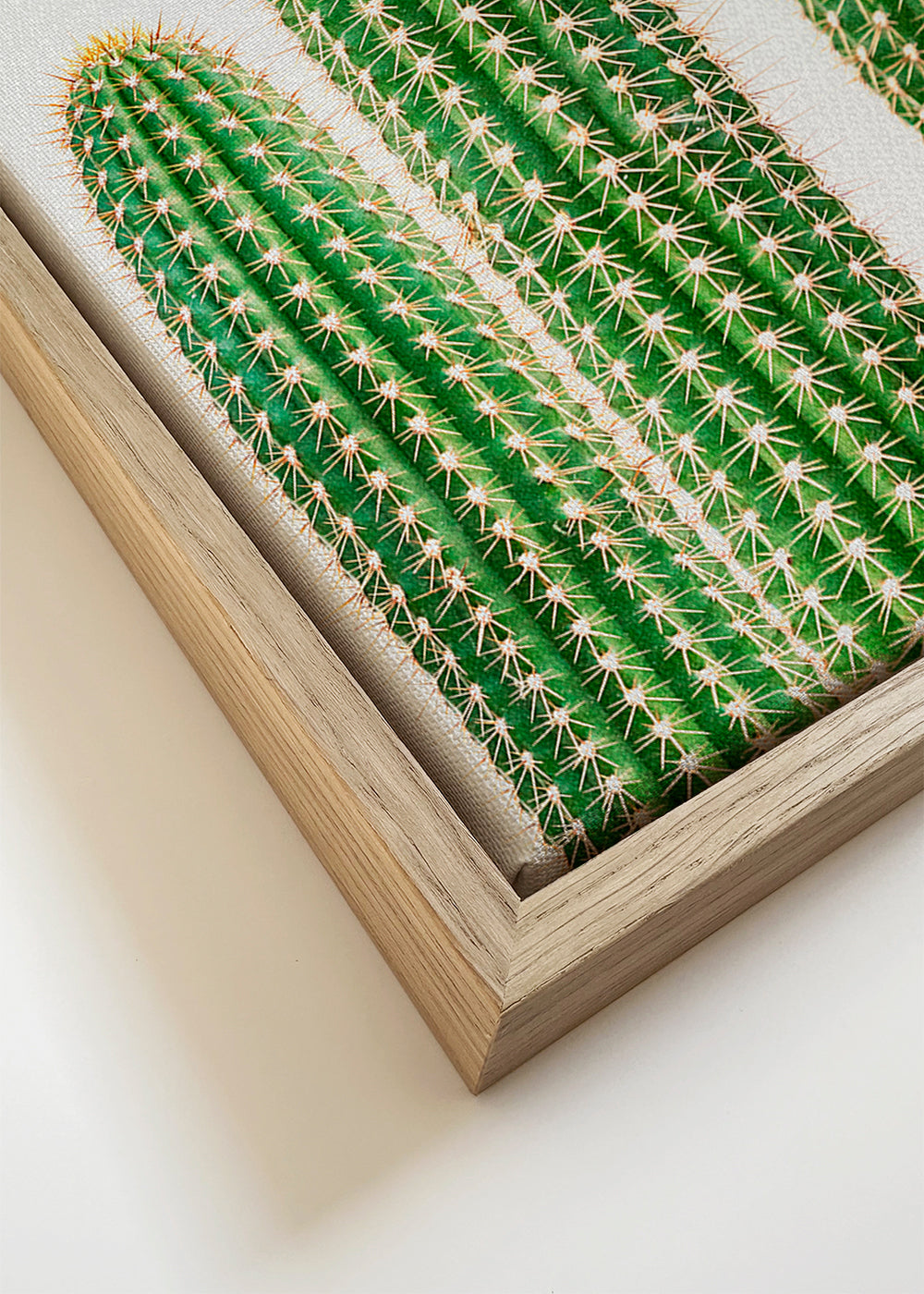 Botanische poster: kolomvormige cactus op witte achtergrond
