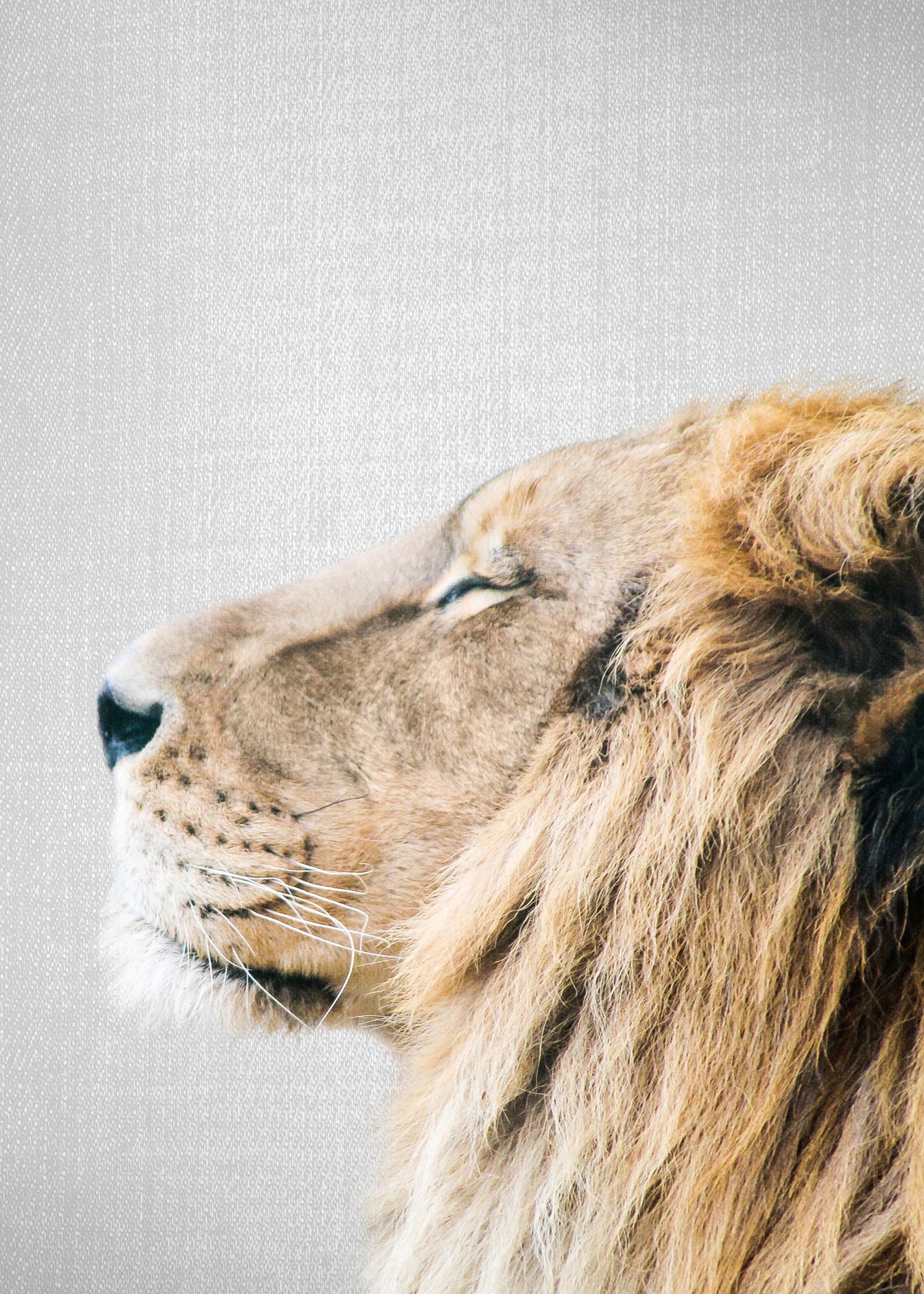 Lion Portrait - Unframed art print