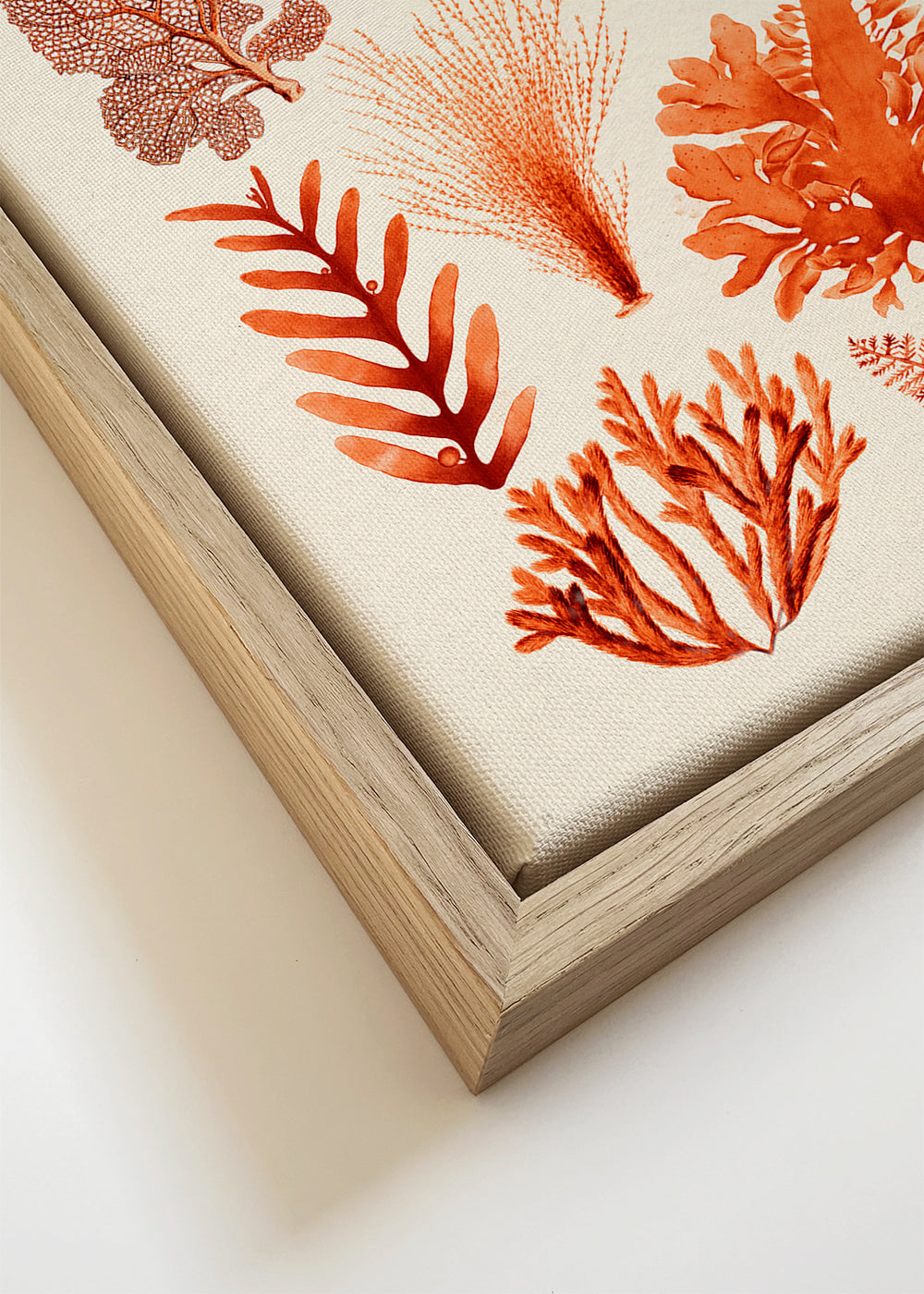 Botanische print: zeewieren en koralen studie
