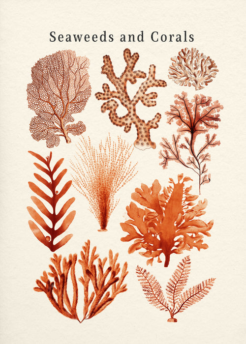 Seaweed & Corals Collection - Unframed art print